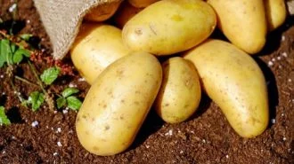 Potatoes are healthy!